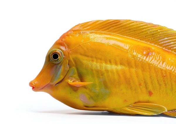 Brightwell Aquatics MicroBacter7 Complete Bioculture Water-7