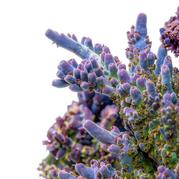 Brightwell Aquatics MicroBacter7 Complete Bioculture Water-4