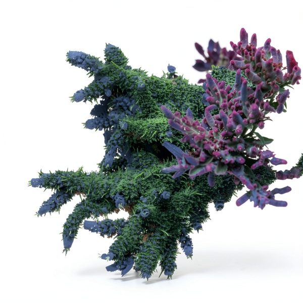 Brightwell Aquatics MicroBacter7 Aquarium Water Conditioner-4